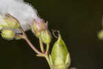 Manyflower beardtongue